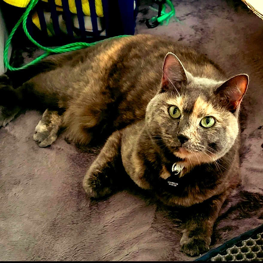 Miss Kitten joined the competition — help win amazing prizes! animal, blanket, cat, closeup, collar, cozy, curious, domestic, ears, feline, fur, green_eyes, indoor, lying_down, paws, pet, relaxed, soft_texture, tabby, whiskers