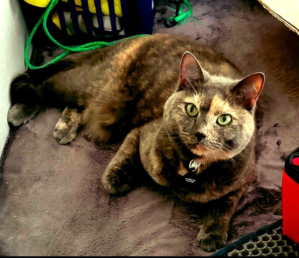 Miss Kitten joined the competition — help win amazing prizes! cat, feline, pet, indoor, green_eyes, fur, relaxed, blanket, cozy, animal, domestic, tabby, lying_down, curious, soft_texture, collar, whiskers, ears, paws, closeup