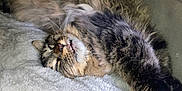 Herschel is registered to the contest to win money with this photo: animal, cat, closeup, comfort, cozy, cute, feline, fluffy, fur, indoor, mammal, nap, paw, pet_bed, relaxed, resting, sleeping, soft, tabby, whiskers