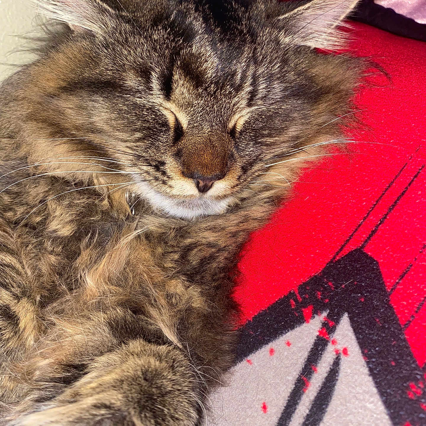 Herschel is registered to the contest to win money with this photo: abyssinian, angora, animal, architecture, blanket, cat, couch, cushion, face, furniture, head, homedecor, kitten, manx, person, pet, photography, portrait, purple, sleeping