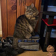 Herschel is registered to the contest to win money with this photo: animal, bag, blue_bag, carpet, cat, cat_toy, cat_tree, curtains, domestic_cat, floor, fluffy_cat, furniture, gray_bag, indoor, pet, shoes, striped_toy, tabby_cat, window, wooden_cabinet