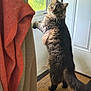 Herschel is registered to the contest to win money with this photo: animal, cat, clothing, curious, curtain, domestic, door, feline, fur, home, indoor, light, looking, mat, pet, standing, tabby, tail, whiskers, window
