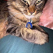 Herschel is registered to the contest to win money with this photo: animal, cat, closeup, collar, cute, domestic, face, feline, fur, indoor, mammal, paw, pet, relaxed, resting, sleepy, striped, tabby, tag, whiskers