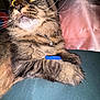Herschel joined the competition — help win amazing prizes! alert, animal, bed, blue_object, cat, close_up, collar, cute, domestic_cat, feline, fur, indoor, paw, pet, pink_pillow, resting, tabby, teal_surface, whiskers, yellow_eyes