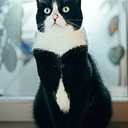 Labka participe au concours pour gagner de l'argent avec cette photo : cat, tuxedo_cat, pet, animal, indoor, sitting, green_eyes, black_and_white, feline, fur, whiskers, paws, portrait, window, natural_light, wooden_floor, curious, alert, domestic_cat, close_up