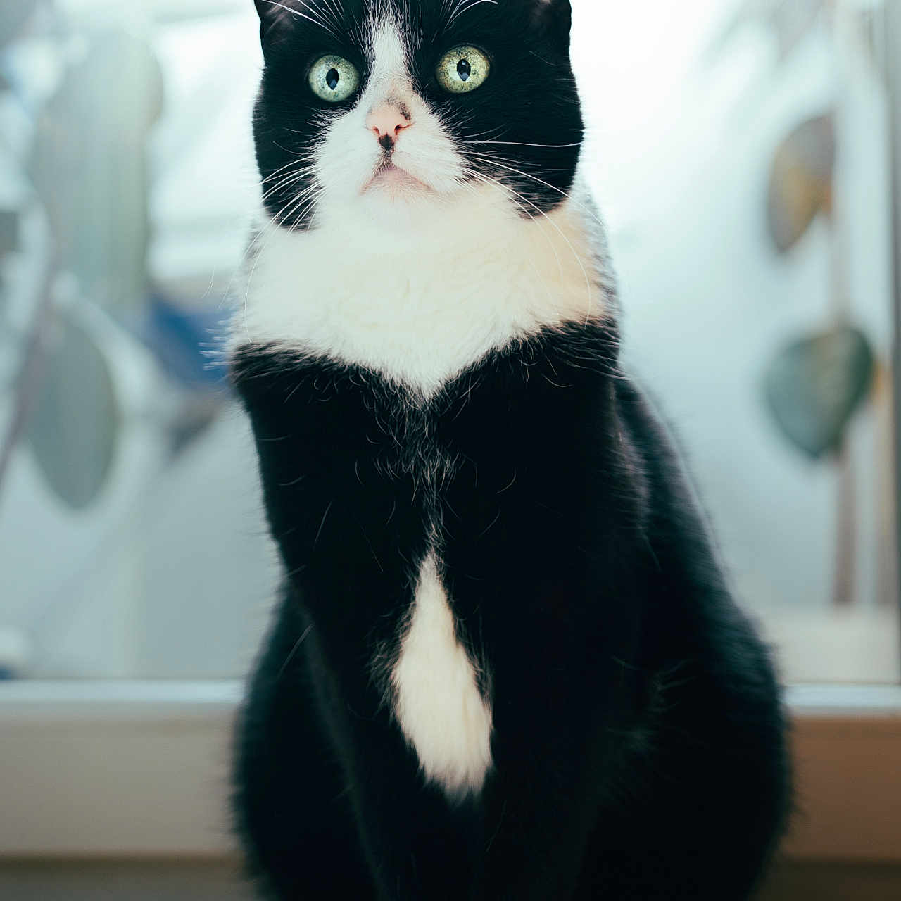 Labka participe au concours pour gagner de l'argent avec cette photo : alert, animal, black_and_white, cat, close_up, curious, domestic_cat, feline, fur, green_eyes, indoor, natural_light, paws, pet, portrait, sitting, tuxedo_cat, whiskers, window, wooden_floor