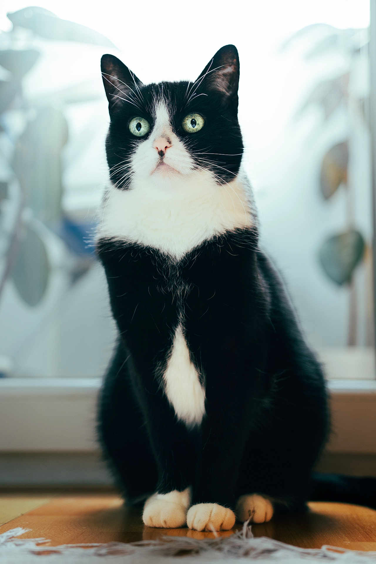 Labka participe au concours pour gagner de l'argent avec cette photo : cat, tuxedo_cat, pet, animal, indoor, sitting, green_eyes, black_and_white, feline, fur, whiskers, paws, portrait, window, natural_light, wooden_floor, curious, alert, domestic_cat, close_up