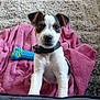 puppy, dog, collar, toy, blue_toy, pink_towel, carpet, indoor, pet, cute, small_dog, white_fur, black_fur, brown_fur, sitting, looking, playful, young_dog, pet_accessory, floor