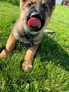 Asher joined the competition — help win amazing prizes! ancient_dog_breeds, carnivore, companion_dog, dog, dog_breed, fawn, german_shepherd_dog, grass, grassland, guard_dog, herding_dog, lawn, ori_pei, plant, snout, sporting_group, terrestrial_animal, watch, whiskers, working_animal