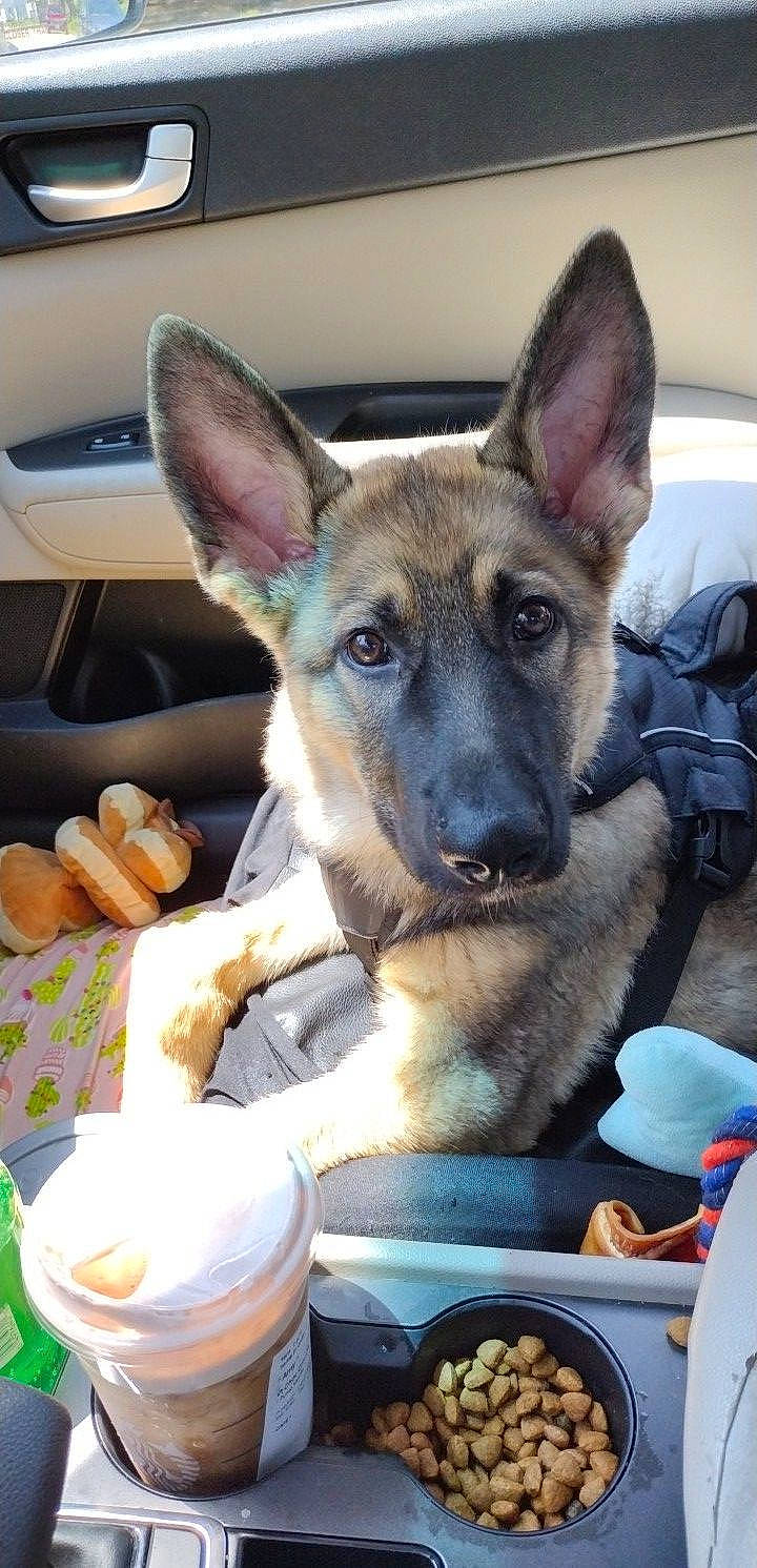 Asher is registered to the contest to win money with this photo: bowl, carnivore, companion_dog, dishware, dog, dog_breed, east_european_shepherd, fawn, food, fur, german_shepherd_dog, herding_dog, plate, serveware, sharing, snout, sporting_group, tableware, working_animal, working_dog