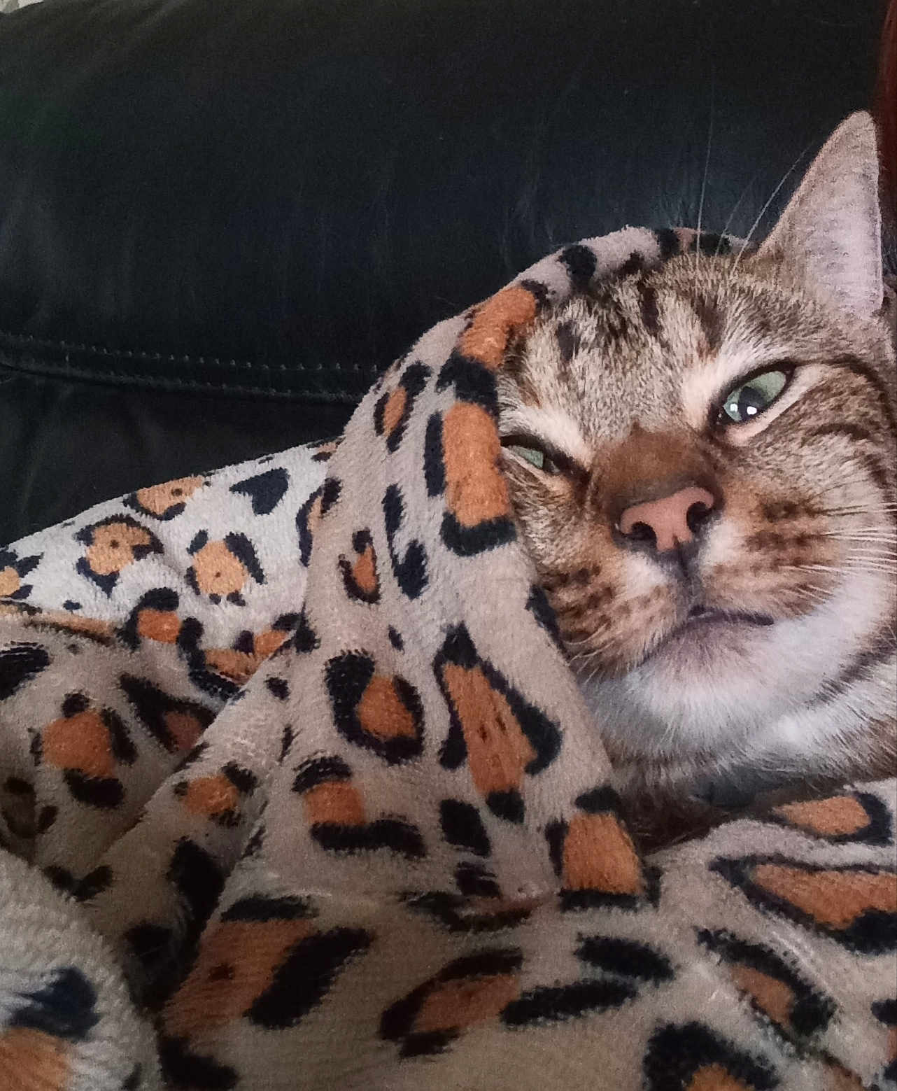 Chausson a rejoint le concours — aidez-le/la à gagner de superbes lots ! cat, tabby, blanket, leopard_print, cozy, sleepy, fur, pet, indoor, closeup, face, whiskers, nostrils, animal, relaxing, couch, pattern, comfort, mammal, resting