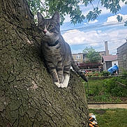 Lincoln is registered to the contest to win money with this photo: cat, tabby_cat, tree, tree_trunk, green_leaves, outdoor, backyard, grass, sky, clouds, suburban, fence, garden, plants, curious, pet, animal, nature, daytime, collar