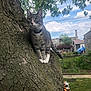 cat, tabby_cat, tree, tree_trunk, green_leaves, outdoor, backyard, grass, sky, clouds, suburban, fence, garden, plants, curious, pet, animal, nature, daytime, collar