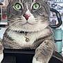 Lincoln joined the competition — help win amazing prizes! cat, green_eyes, close_up, grey_cat, white_paws, collar, bell, whiskers, pet, domestic_cat, indoor, chair, feline, curious, portrait, animal, cute, soft_focus, sitting, household