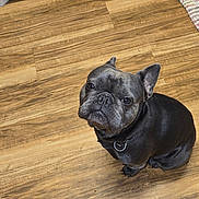 Ricky is registered to the contest to win money with this photo: dog, french_bulldog, pet, indoor, wooden_floor, kitchen, floor, cabinet, curious, sitting, looking_up, black_dog, collar, small_dog, canine, animal, domestic_animal, companion, cute, ears