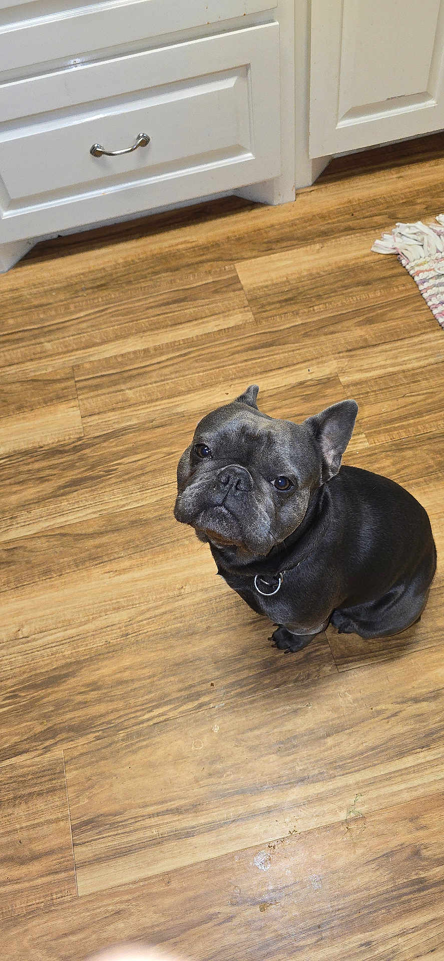 Ricky is registered to the contest to win money with this photo: dog, french_bulldog, pet, indoor, wooden_floor, kitchen, floor, cabinet, curious, sitting, looking_up, black_dog, collar, small_dog, canine, animal, domestic_animal, companion, cute, ears