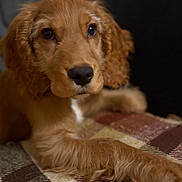 Eddie joined the competition — help win amazing prizes! puppy, dog, close_up, brown_fur, pet, animal, resting, plaid_blanket, indoor, cute, young_dog, portrait, fur, paw, soft_texture, laying_down, companion, domestic_animal, looking_away, calm