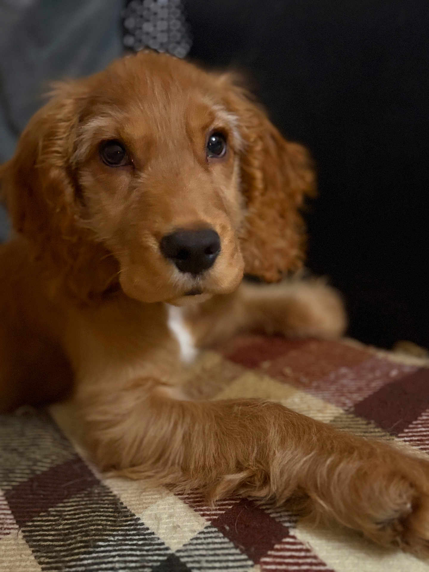 Eddie joined the competition — help win amazing prizes! puppy, dog, close_up, brown_fur, pet, animal, resting, plaid_blanket, indoor, cute, young_dog, portrait, fur, paw, soft_texture, laying_down, companion, domestic_animal, looking_away, calm