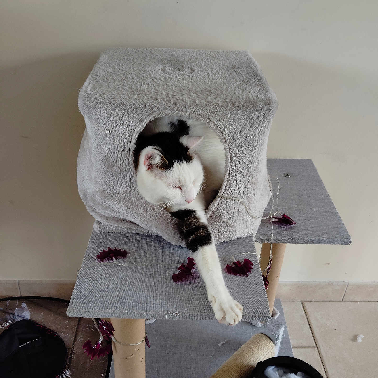 Oreo a rejoint le concours — aidez-le/la à gagner de superbes lots ! cat, cat_house, cat_tree, stretching, black_and_white_cat, indoor, pet, feline, decorations, purple, cauldron, stuffing, floor_tiles, wall, bird_silhouette, cozy, relaxed, paw, furniture, home