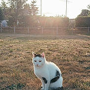 Oreo a rejoint le concours — aidez-le/la à gagner de superbes lots ! cat, white_cat, black_patches, grass, dry_grass, sunlight, sunset, trees, fence, outdoor, animal, pet, nature, field, calm, sitting, sun_glow, daylight, rural, serene