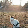 cat, white_cat, black_patches, grass, dry_grass, sunlight, sunset, trees, fence, outdoor, animal, pet, nature, field, calm, sitting, sun_glow, daylight, rural, serene