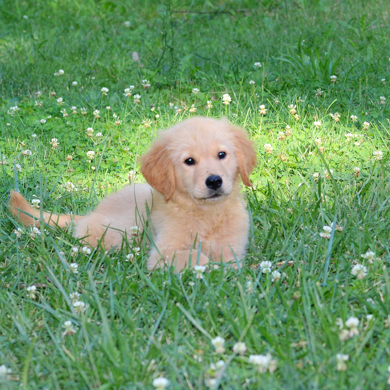 Dodger joined the competition — help win amazing prizes! animal, canine, cockerspaniel, dog, field, goldenretriever, grass, grassland, green, herbal, herbs, labradorretriever, lawn, nature, outdoors, pet, plant, poodle, puppy, whitedog