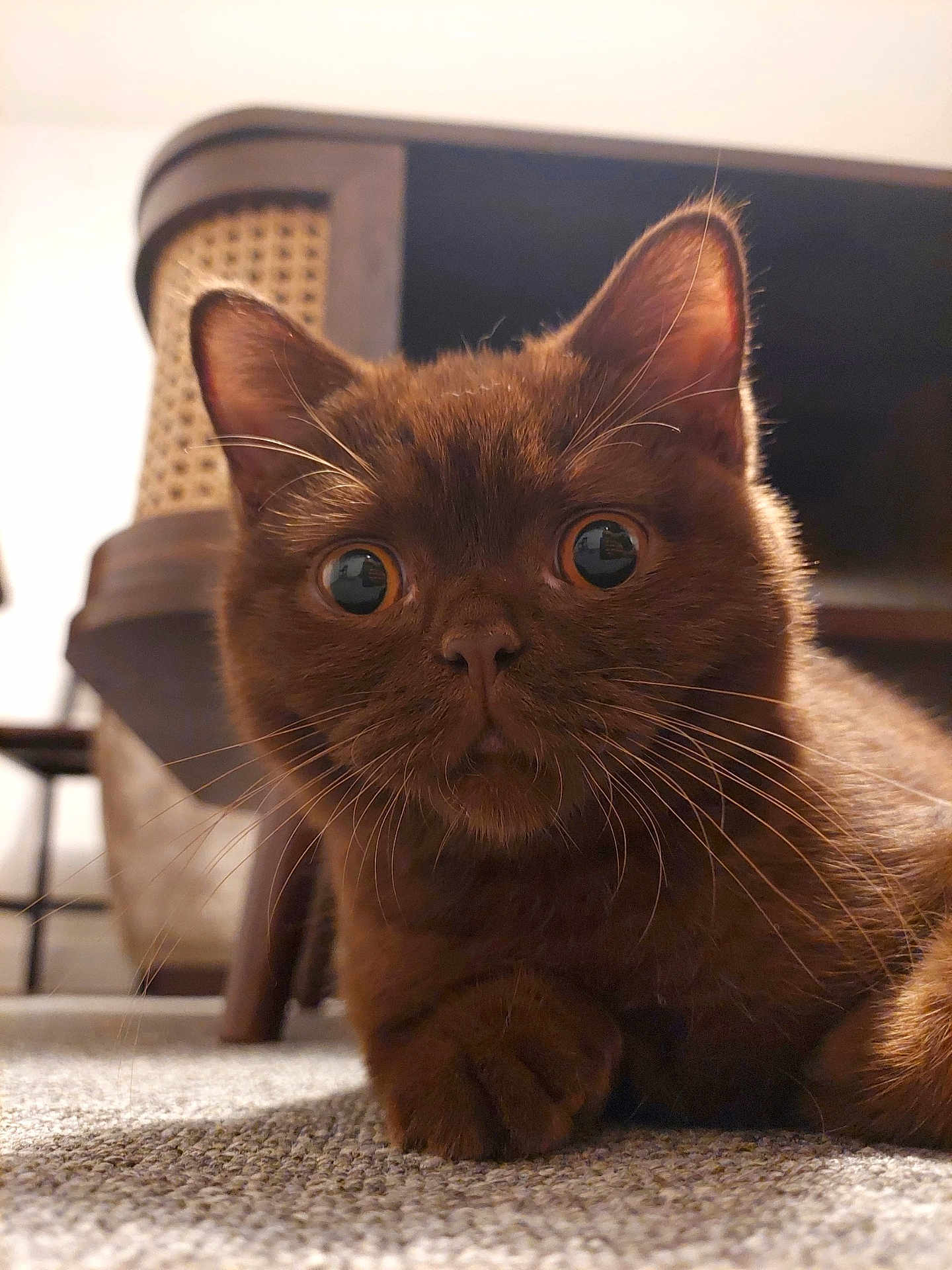 Mocha