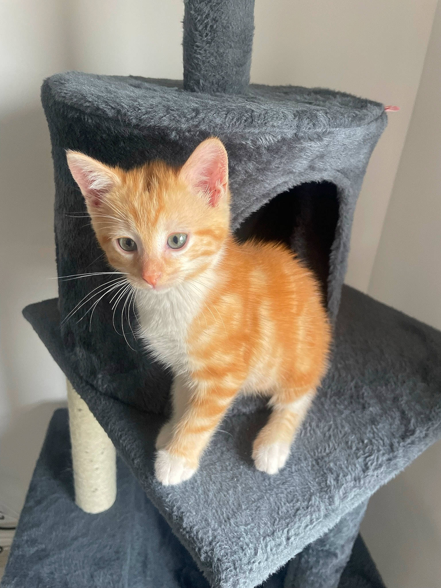 Rouky participe au concours pour gagner de l'argent avec cette photo : carnivore, cat, cat_furniture, cat_supply, claw, comfort, couch, domestic_short_haired_cat, fawn, felidae, fur, paw, pet_supply, sitting, small_to_medium_sized_cats, snout, tail, whiskers, window, wood