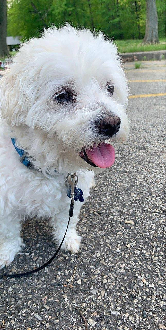 Tobi joined the competition — help win amazing prizes! bichon_frise, canidae, carnivore, companion_dog, coton_de_tulear, dog, dog_breed, havanese, maltepoo, maltese, mammal, non_sporting_group, poodle_crossbreed, rare_breed_dog, schnoodle, snout, terrier, toy_dog, vertebrate, west_highland_white_terrier