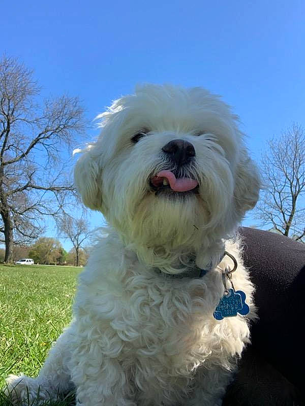 Tobi is registered to the contest to win money with this photo: bichon, bichon_frise, bolognese, canidae, carnivore, companion_dog, coton_de_tulear, dog, dog_breed, havanese, maltepoo, maltese, mammal, non_sporting_group, rare_breed_dog, snout, terrier, toy_dog, vertebrate, west_highland_white_terrier
