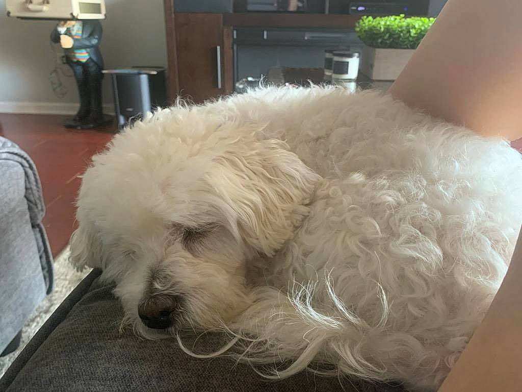 Tobi is registered to the contest to win money with this photo: bichon, bichon_frise, bolognese, canidae, carnivore, companion_dog, dog, dog_breed, lagotto_romagnolo, maltepoo, maltese, mammal, non_sporting_group, nose, poodle_crossbreed, schnoodle, terrier, toy_dog, toy_poodle, vertebrate