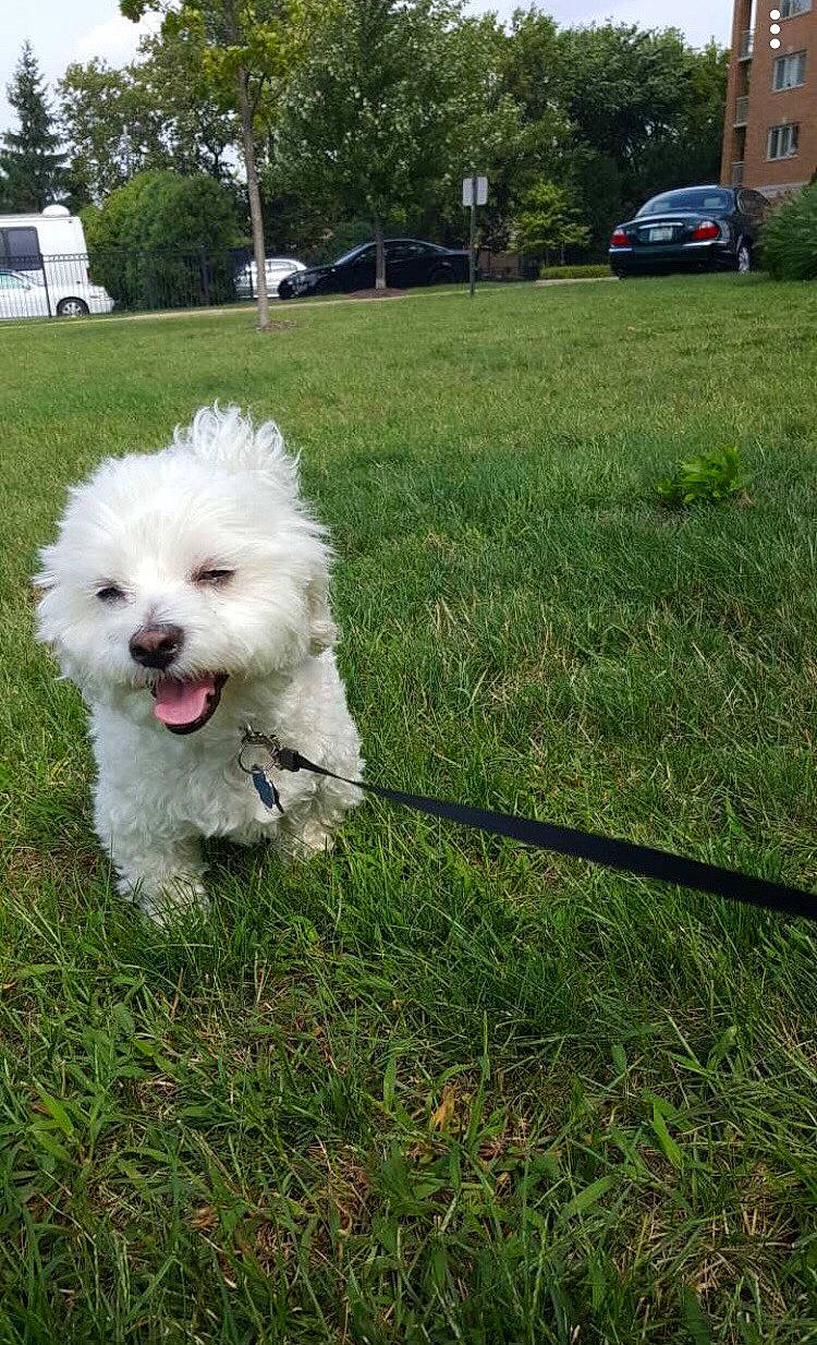 Tobi is registered to the contest to win money with this photo: bichon, bichon_frise, bolognese, canidae, carnivore, companion_dog, coton_de_tulear, dog, dog_breed, grass, havanese, maltepoo, maltese, mammal, non_sporting_group, puppy, terrier, toy_dog, vertebrate, west_highland_white_terrier