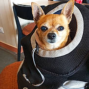 Mouky participe au concours pour gagner de l'argent avec cette photo : backpack, black, cafe, chair, chihuahua, closeup, container, curious, dog, ears, face, fur, indoor, orange, pet, pet_carrier, seated, small_dog, table, white
