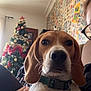 dog, beagle, pet, indoor, christmas_tree, holiday_decorations, person, hand, glasses, wall_art, posters, collar, tag, closeup, face, brown, white, furniture, couch, living_room