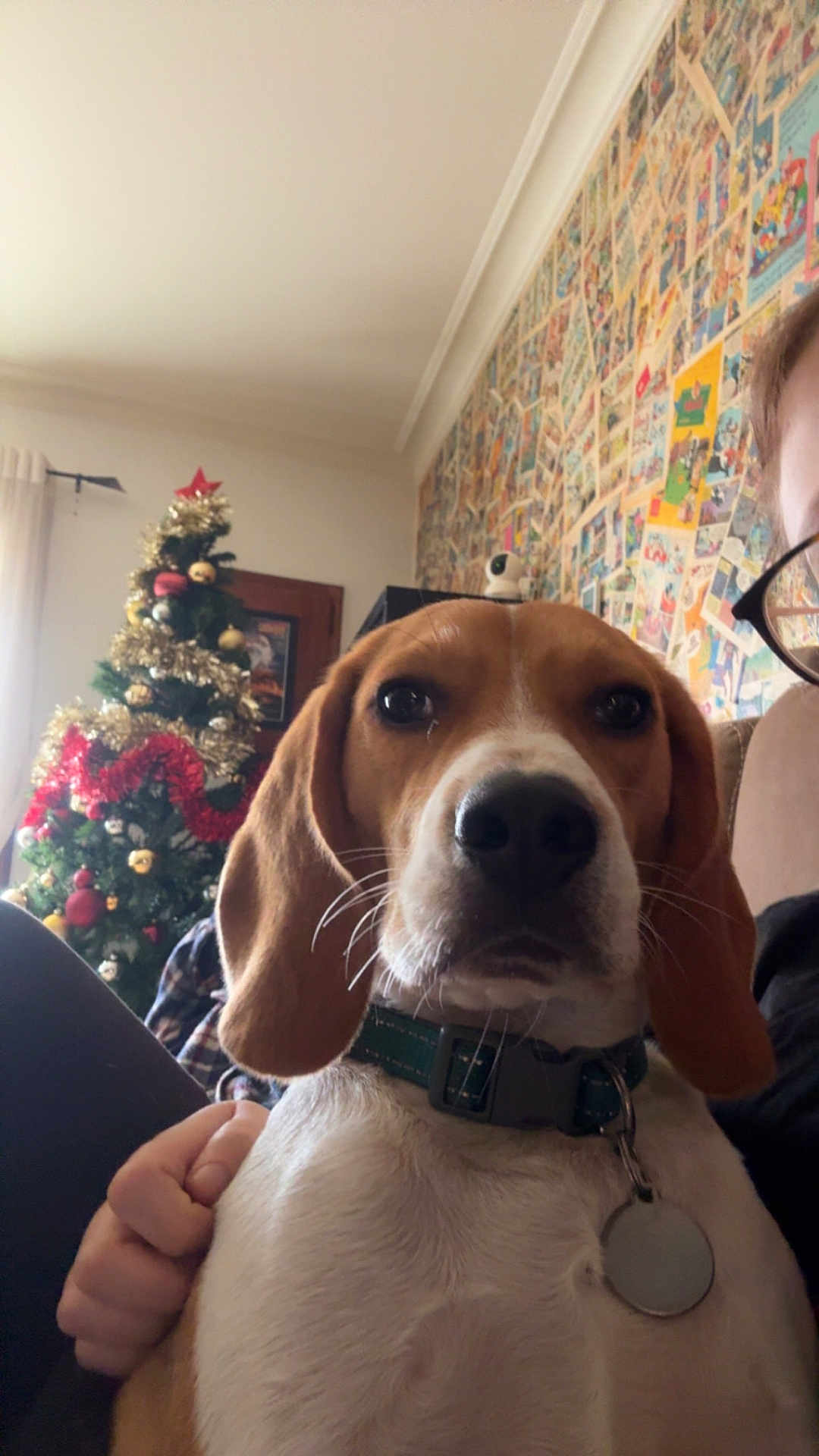 Valou a rejoint le concours — aidez-le/la à gagner de superbes lots ! dog, beagle, pet, indoor, christmas_tree, holiday_decorations, person, hand, glasses, wall_art, posters, collar, tag, closeup, face, brown, white, furniture, couch, living_room