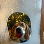 Valou participe au concours pour gagner de l'argent avec cette photo : animal, background, beagle, closeup, curious, cute, dog, ears, face, frosted_glass, glass, indoors, lights, nose, pet, playful, reflection, tongue, window, wood_frame