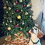 Valou a rejoint le concours — aidez-le/la à gagner de superbes lots ! animal, brown_and_white, christmas_tree, collar, curious, curtains, decorations, dog, festive, greenery, holiday, home, indoor, lights, ornaments, pet, seasonal, tile_floor, tree_skirt, window