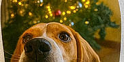 Valou a rejoint le concours — aidez-le/la à gagner de superbes lots ! animal, beagle, blurred_background, christmas_tree, close_up, curious, cute, dog, festive, holiday, indoor, lights, ornaments, pet, playful, portrait, tongue, vignette, warm_lighting, whiskers
