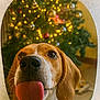 animal, beagle, blurred_background, christmas_tree, close_up, curious, cute, dog, festive, holiday, indoor, lights, ornaments, pet, playful, portrait, tongue, vignette, warm_lighting, whiskers