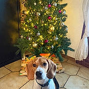 Valou a rejoint le concours — aidez-le/la à gagner de superbes lots ! animal, beagle, black, brown, christmas_tree, collar, cute, decorations, dog, ears, face, festive, holiday, indoor, lights, ornaments, pet, tile_floor, white, window