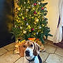 animal, beagle, black, brown, christmas_tree, collar, cute, decorations, dog, ears, face, festive, holiday, indoor, lights, ornaments, pet, tile_floor, white, window