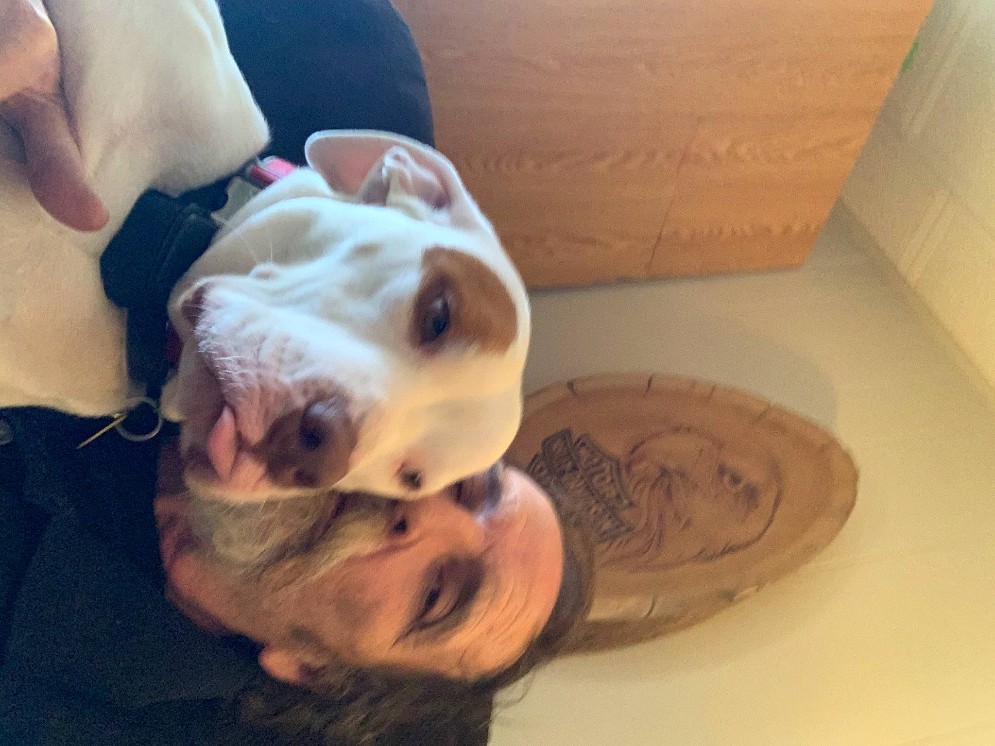 Aj joined the competition — help win amazing prizes! canidae, carnivore, comfort, companion_dog, dog, dog_breed, dog_supply, fawn, fur, jaw, mammal, non_sporting_group, pet_supply, smile, snout, sporting_group, wood, working_animal