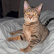 Mandy a rejoint le concours — aidez-le/la à gagner de superbes lots ! cat, tabby_cat, bed, blanket, white_bedspread, indoor, pet, animal, feline, looking_at_camera, fur, striped, ears, whiskers, tail, relaxed, room, hanger, projected_image, netflix