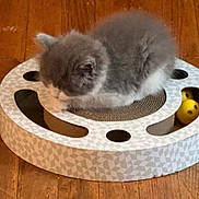 Marshmallow is registered to the contest to win money with this photo: cat, kitten, pet, fluffy, gray_fur, white_fur, scratcher, cat_toy, yellow_ball, wooden_floor, indoor, curled_up, resting, cozy, close_up, feline, paws, round, cardboard, relaxed