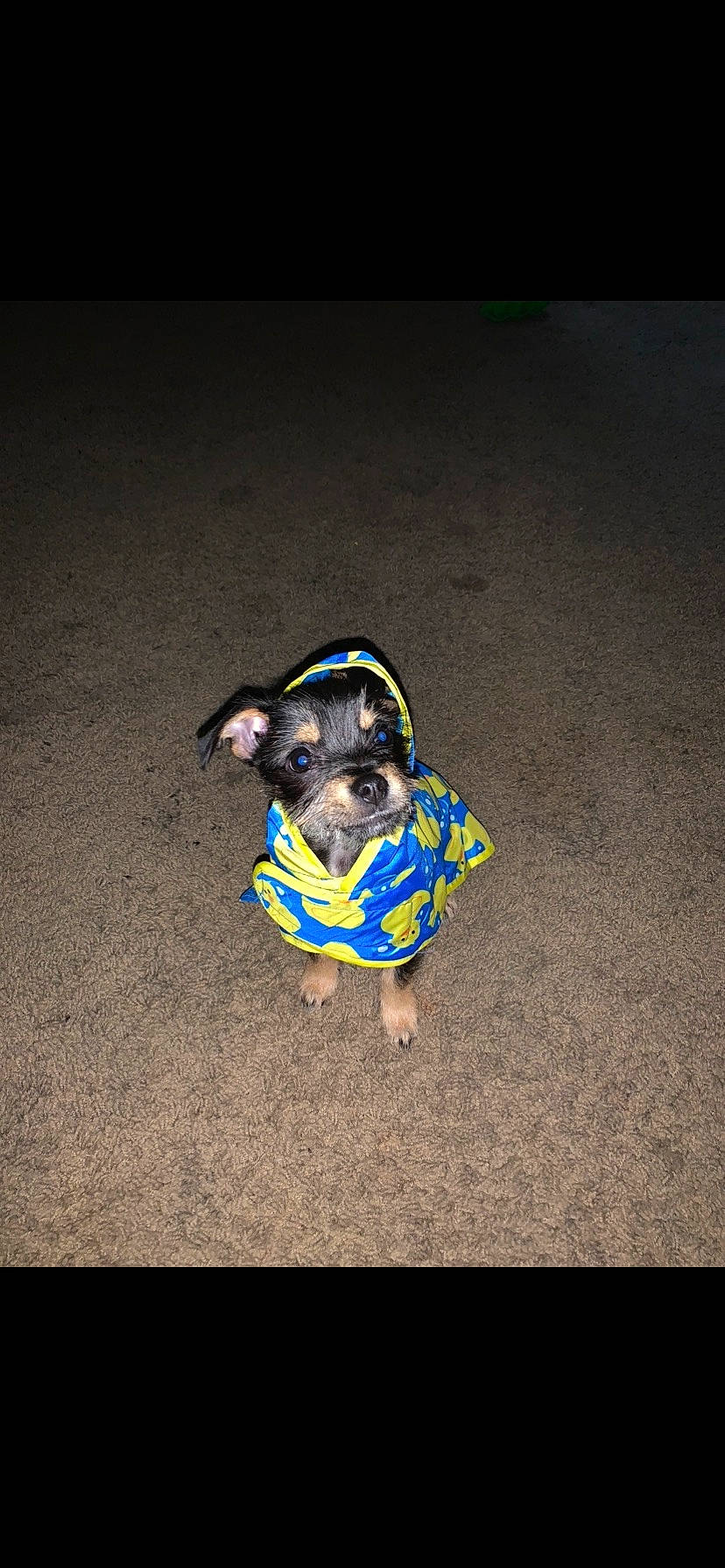 Koko is registered to the contest to win money with this photo: asphalt, carnivore, collar, companion_dog, dog, dog_breed, dog_clothes, dog_collar, dog_supply, electric_blue, eyewear, fawn, leash, personal_protective_equipment, pet_supply, road_surface, snout, sporting_group, toy_dog, working_animal