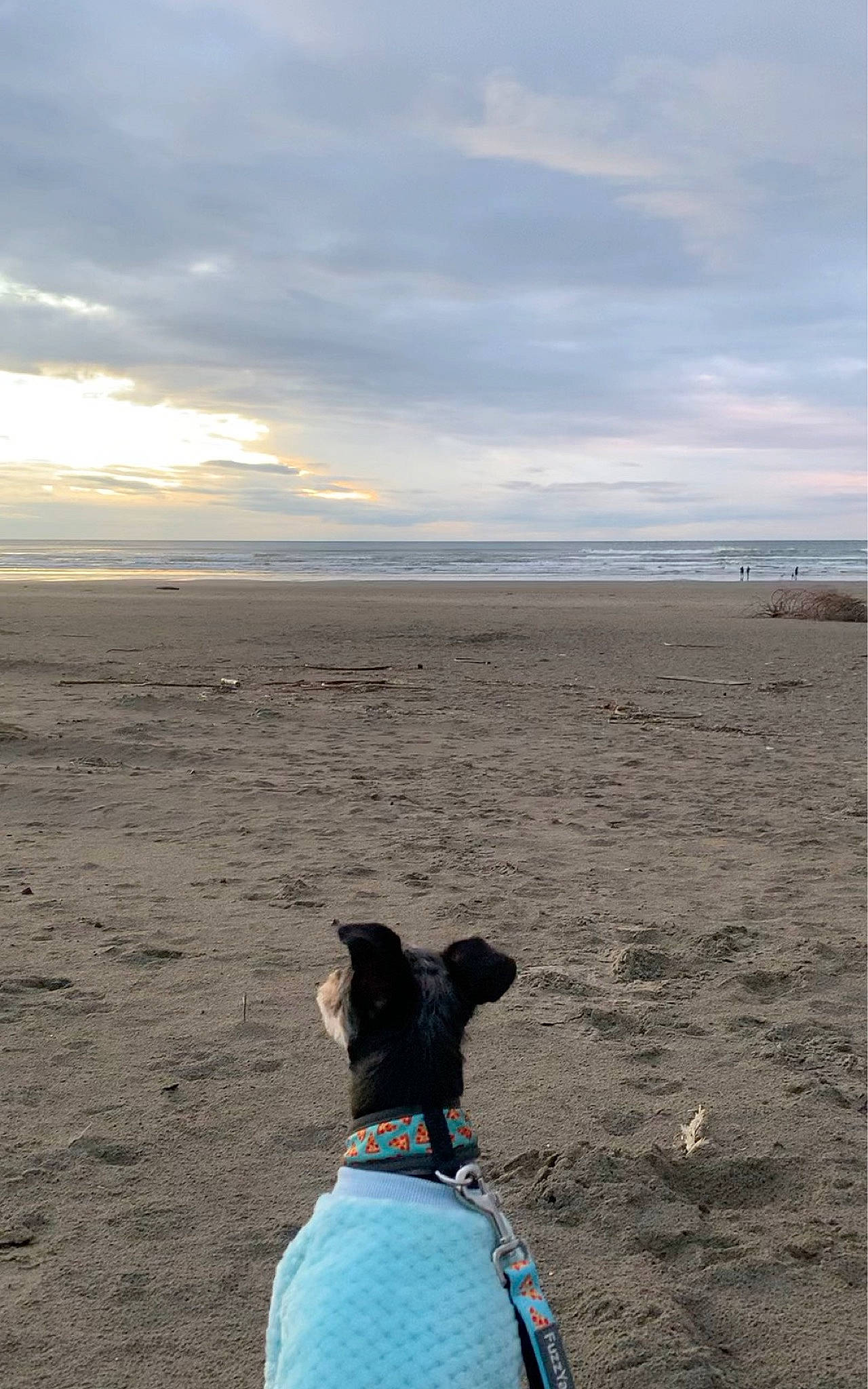 Koko joined the competition — help win amazing prizes! beach, carnivore, cloud, coast, coastal_and_oceanic_landforms, fawn, hat, horizon, landscape, ocean, rock, sand, shore, sky, soil, travel, tree, wind, wind_wave, wood