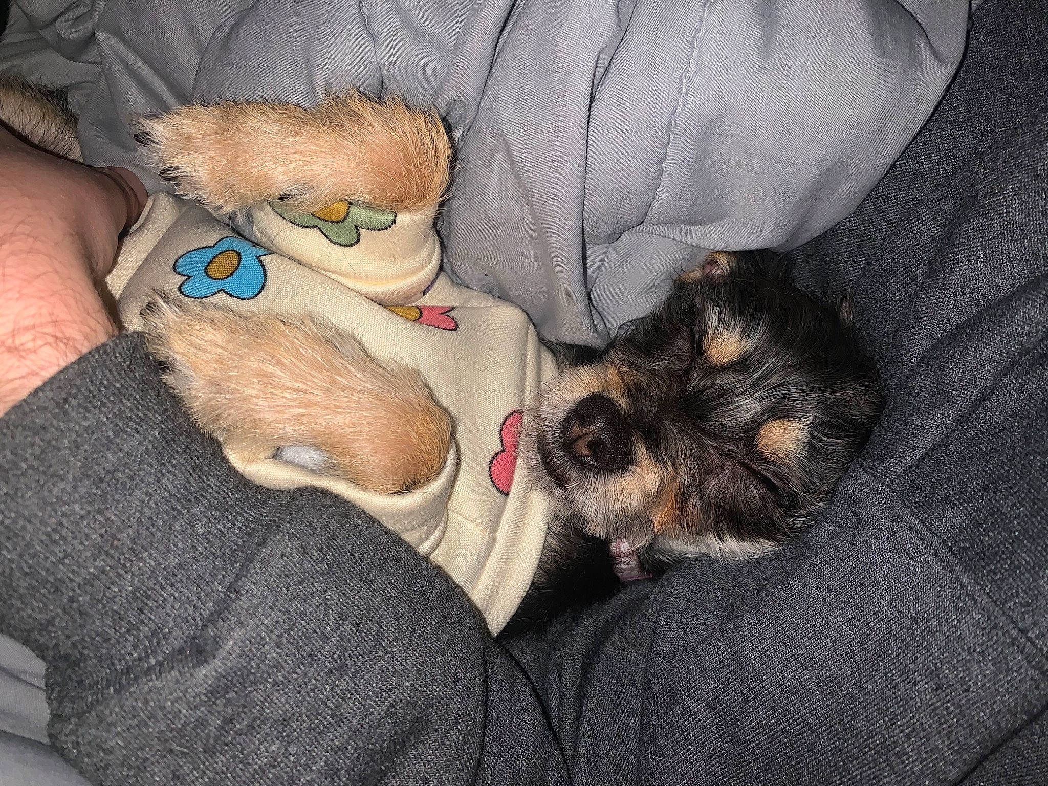 Koko joined the competition — help win amazing prizes! canidae, carnivore, comfort, companion_dog, dog, dog_breed, dog_supply, fawn, felidae, fur, paw, small_terrier, snout, sporting_group, standard_schnauzer, stuffed_toy, tail, terrier, toy, toy_dog