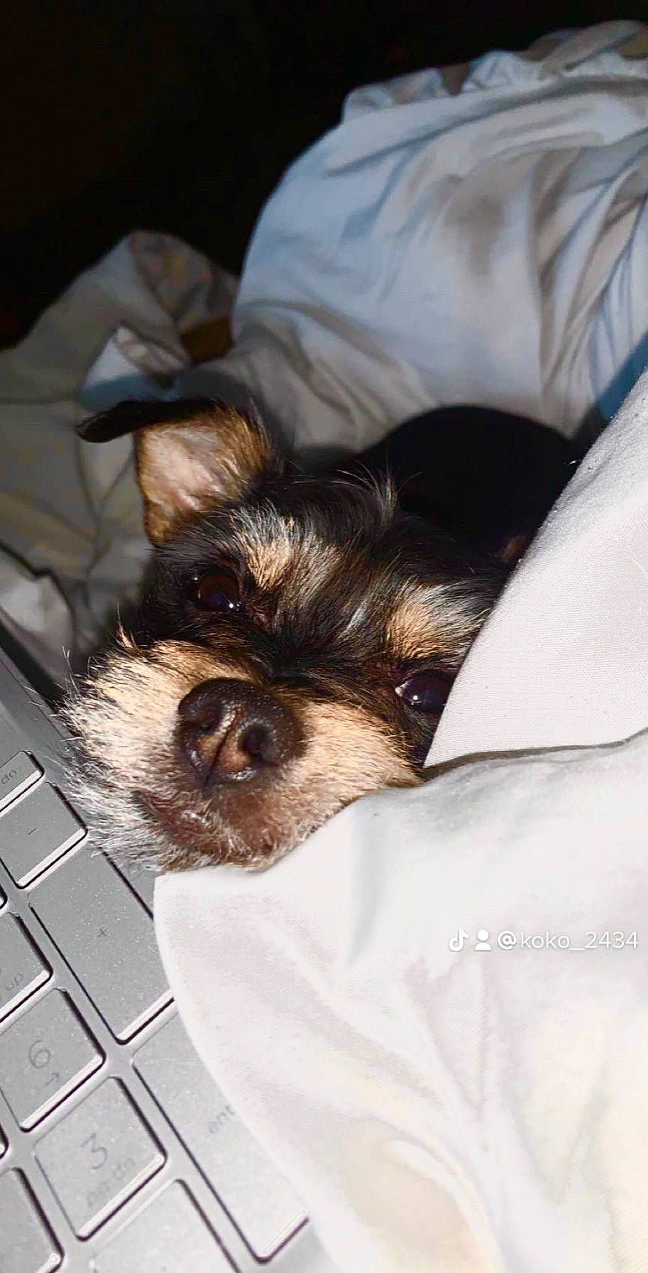 Koko joined the competition — help win amazing prizes! canidae, carnivore, claw, comfort, companion_dog, dog, dog_breed, fawn, fur, linens, paw, puppy, small_terrier, snout, sporting_group, terrestrial_animal, terrier, toy_dog, whiskers, working_animal