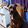 dog, brown_dog, chair, kitchen, wooden_chair, pet, indoor, floor_tiles, purple_curtain, microwave, wall_art, home, furniture, animal, canine, seated, domestic, portrait, household, room