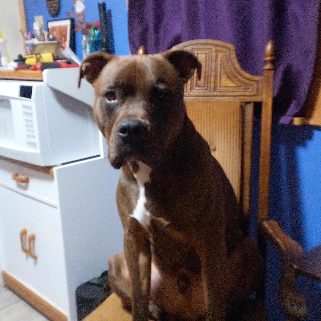 Buddy